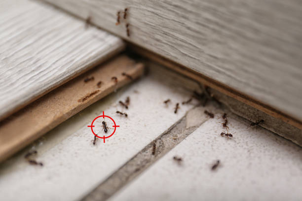 Best Pest Inspection Near Me  in St Jaco, IL
