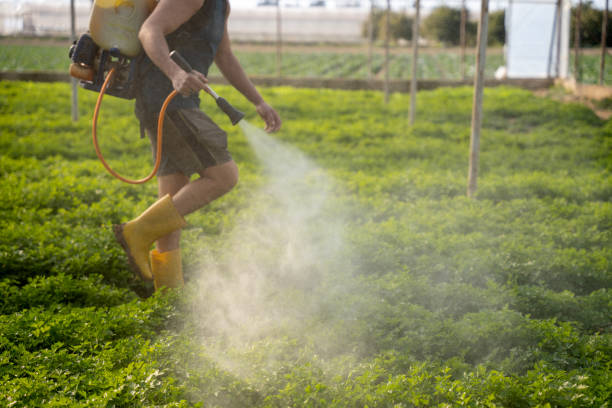 Best Wasp Removal Services  in St Jaco, IL
