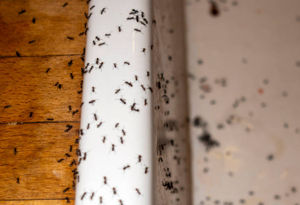 Best Commercial Pest Control Services  in St Jaco, IL